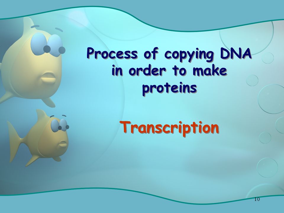 10 Process of copying DNA in order to make proteins Transcription