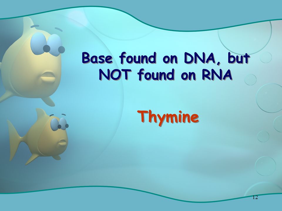12 Base found on DNA, but NOT found on RNA Thymine