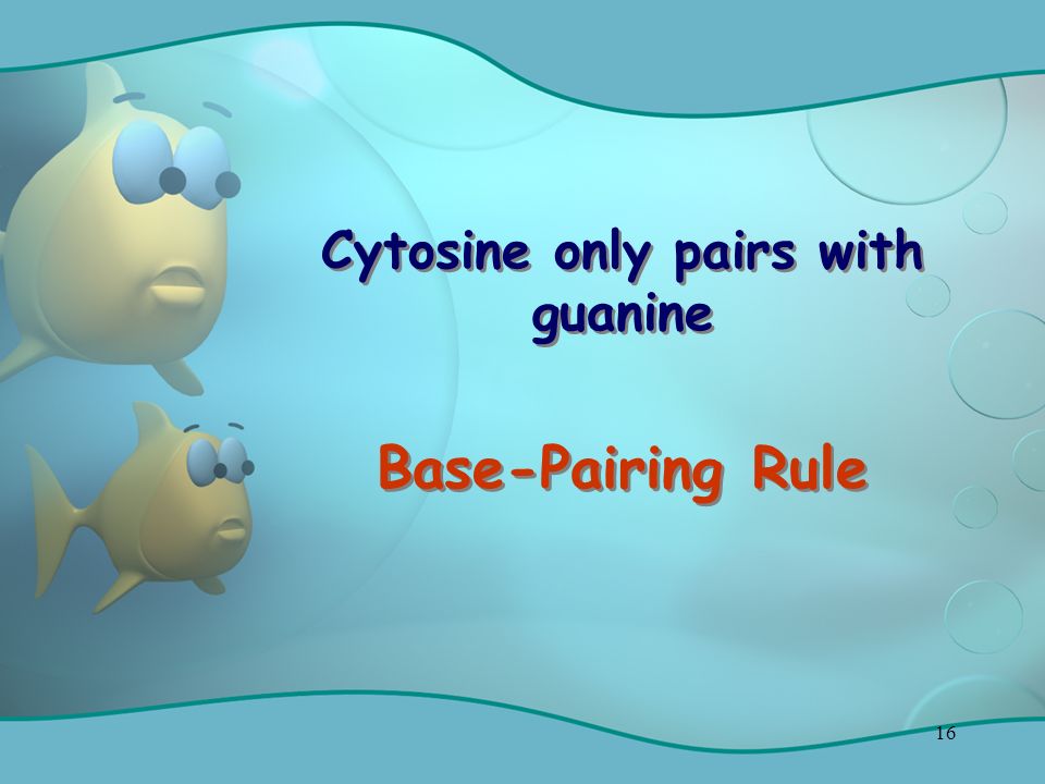 16 Cytosine only pairs with guanine Base-Pairing Rule