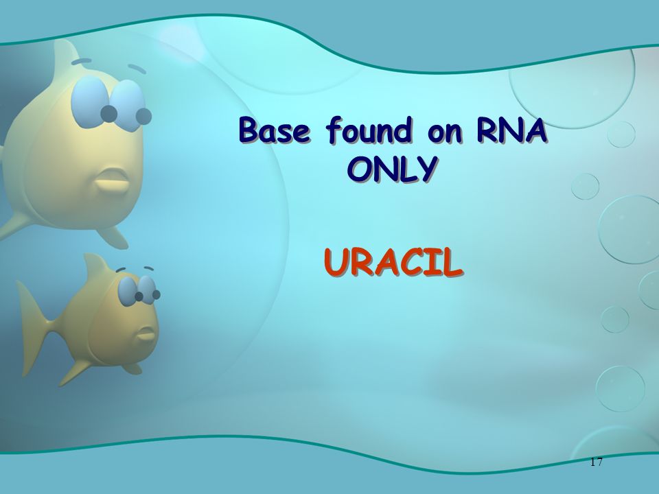 17 Base found on RNA ONLY URACIL
