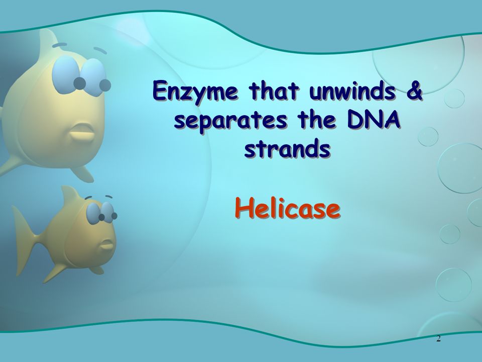 2 Enzyme that unwinds & separates the DNA strands Helicase