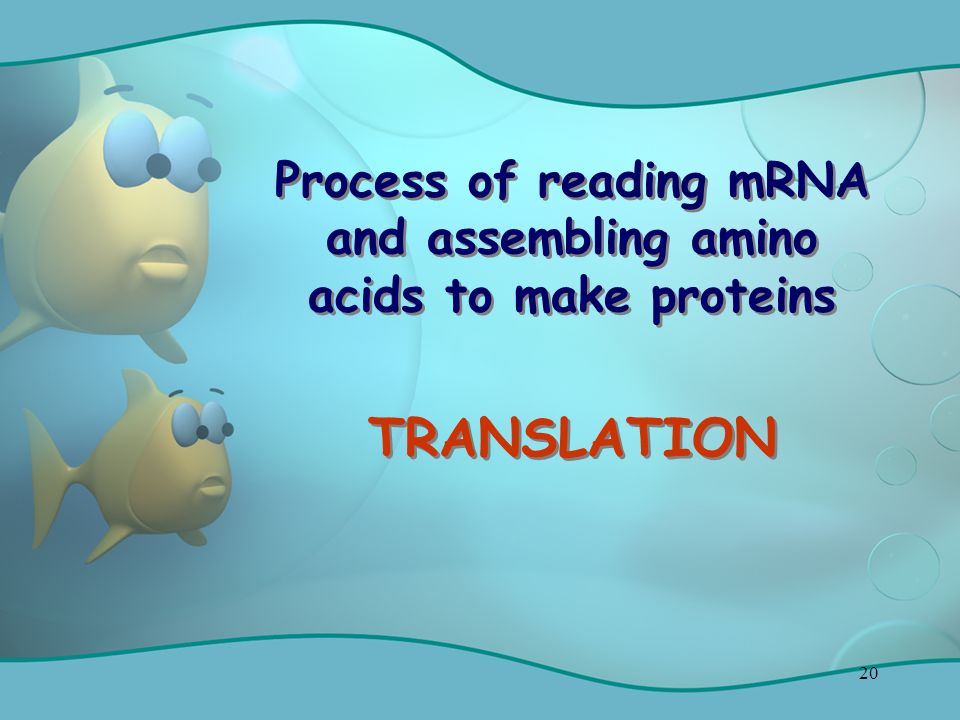 20 Process of reading mRNA and assembling amino acids to make proteins TRANSLATION