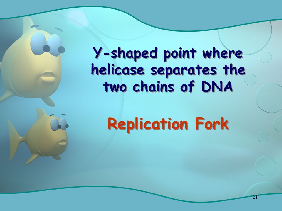 21 Y-shaped point where helicase separates the two chains of DNA Replication Fork