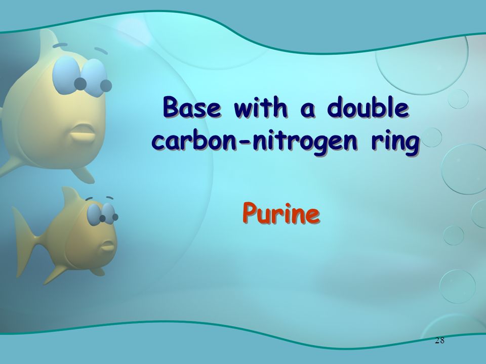 28 Base with a double carbon-nitrogen ring Purine