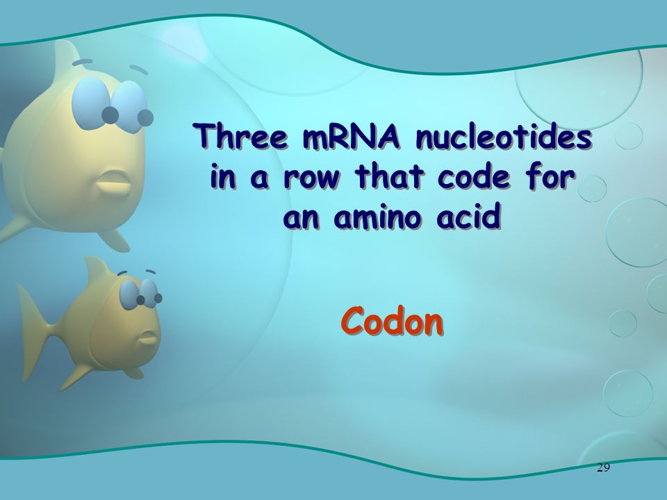 29 Three mRNA nucleotides in a row that code for an amino acid Codon