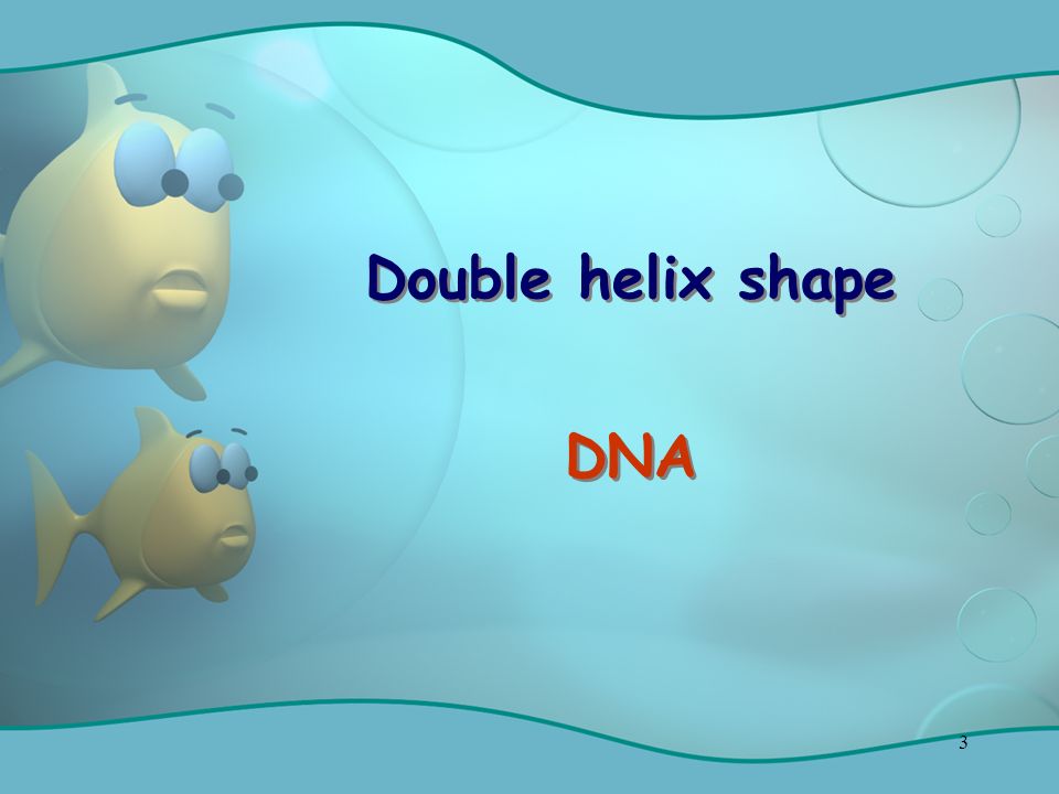 3 Double helix shape DNA