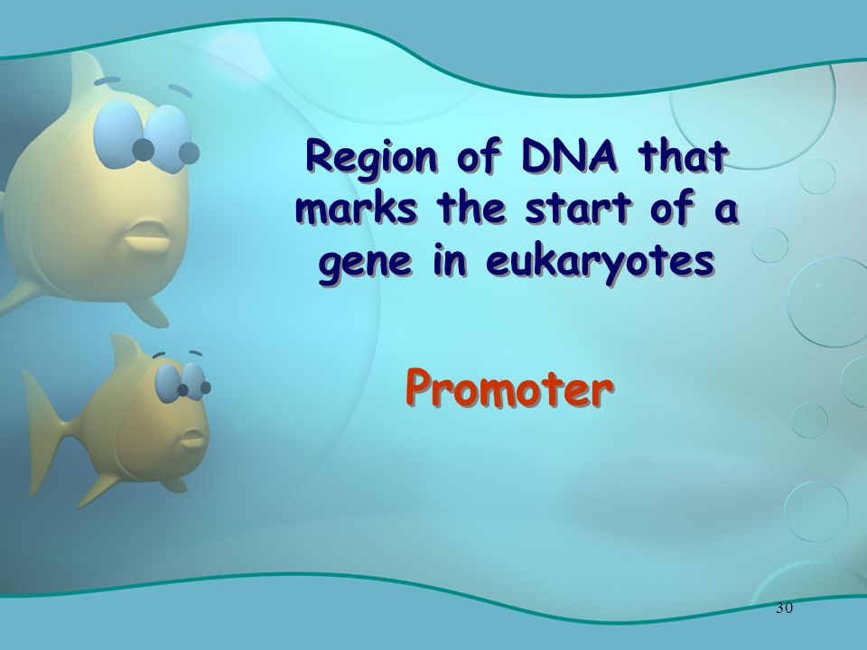 30 Region of DNA that marks the start of a gene in eukaryotes Promoter