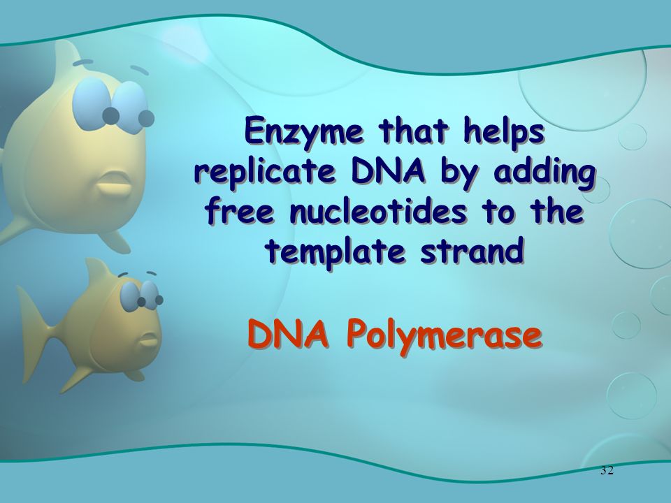32 Enzyme that helps replicate DNA by adding free nucleotides to the template strand DNA Polymerase