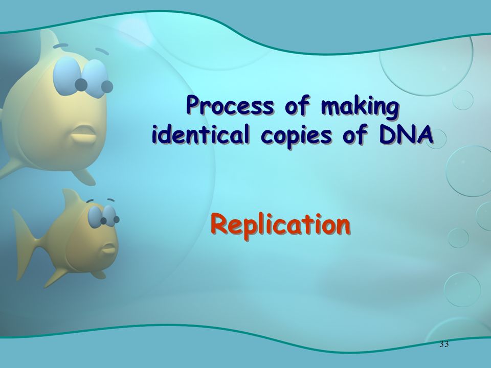 33 Process of making identical copies of DNA Replication