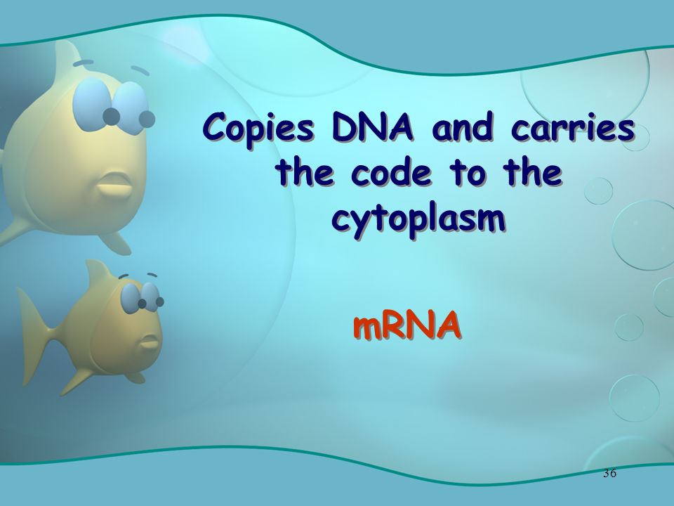 36 Copies DNA and carries the code to the cytoplasm mRNA