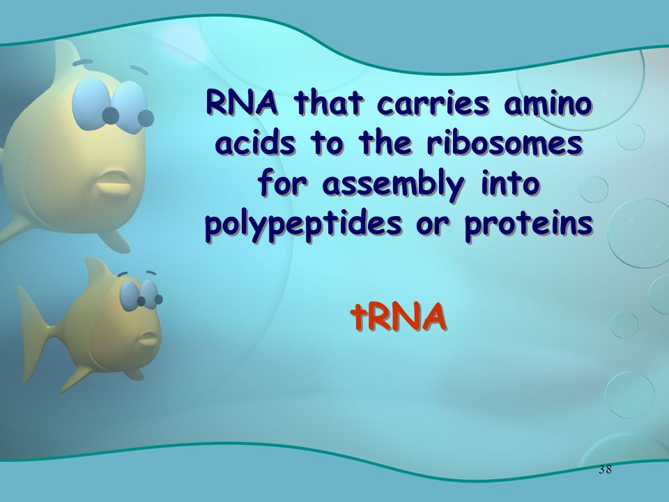 38 RNA that carries amino acids to the ribosomes for assembly into polypeptides or proteins tRNA