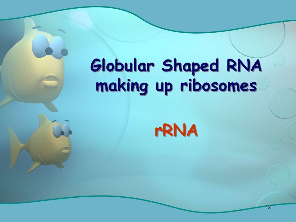 8 Globular Shaped RNA making up ribosomes rRNA