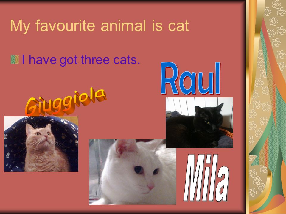 My favourite animal is cat I have got three cats.