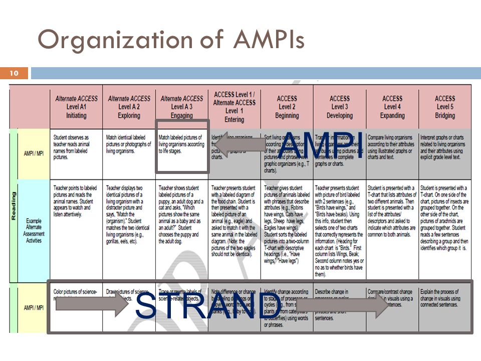 Organization of AMPIs AMPI STRAND 10