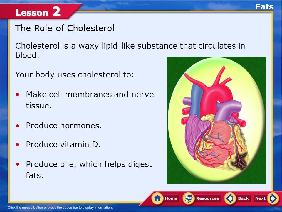 Lesson 2 The Role of Cholesterol Your body uses cholesterol to: Make cell membranes and nerve tissue.
