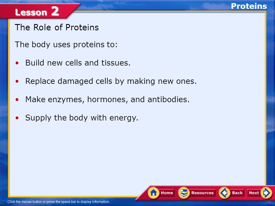 Lesson 2 The Role of Proteins The body uses proteins to: Build new cells and tissues.