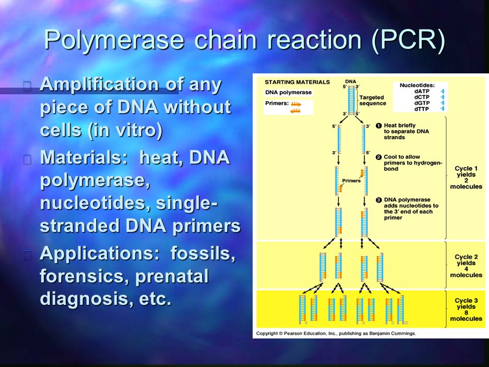 Polymerase chain reaction (PCR) n Amplification of any piece of DNA without cells (in vitro) n Materials: heat, DNA polymerase, nucleotides, single- stranded DNA primers n Applications: fossils, forensics, prenatal diagnosis, etc.