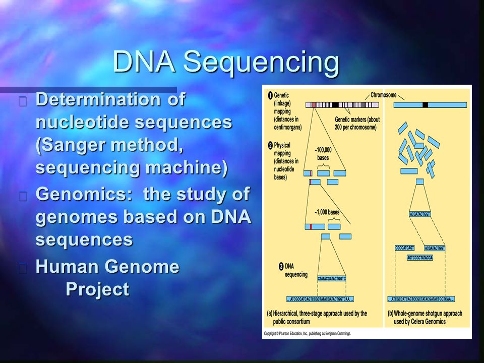 DNA Sequencing n Determination of nucleotide sequences (Sanger method, sequencing machine) n Genomics: the study of genomes based onDNA sequences n Human Genome Project
