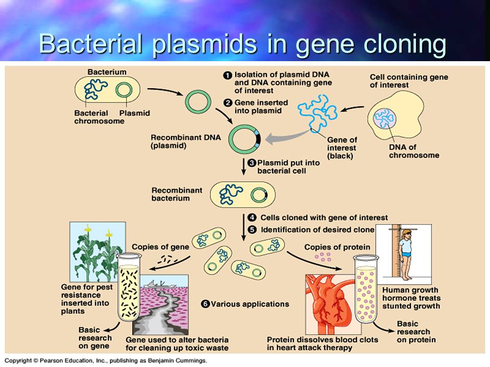 Bacterial plasmids in gene cloning