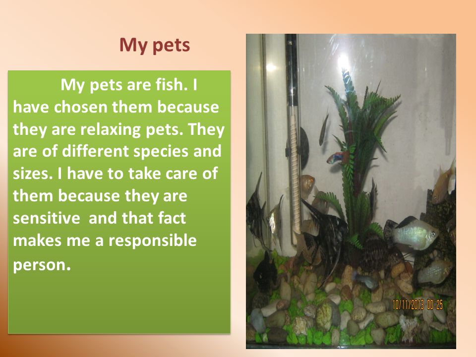 My pets My pets are fish. I have chosen them because they are relaxing pets.