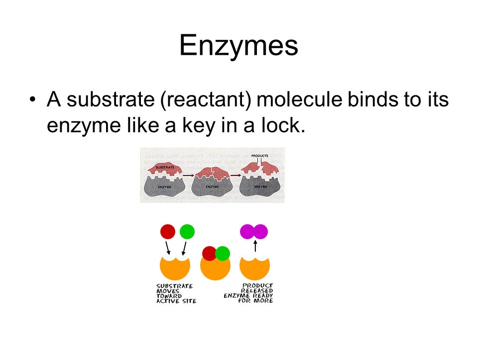 Enzymes A substrate (reactant) molecule binds to its enzyme like a key in a lock.