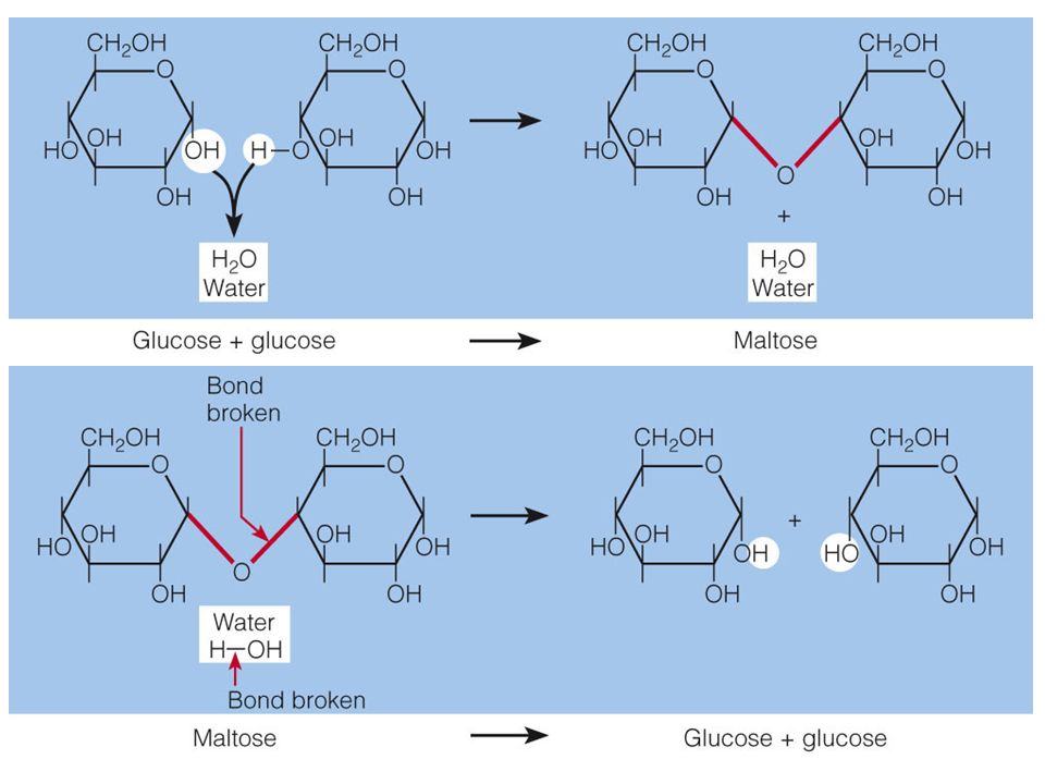 chapter 4 the carbohydrates sugars starches fiber ppt download what molecules combine to form disaccharides