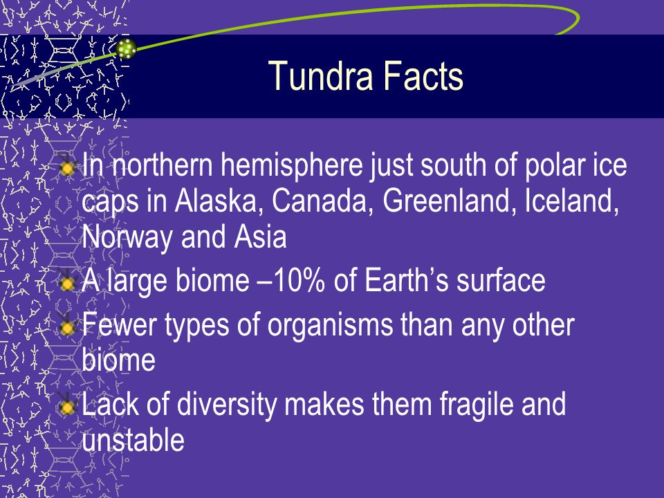 facts about the tundra