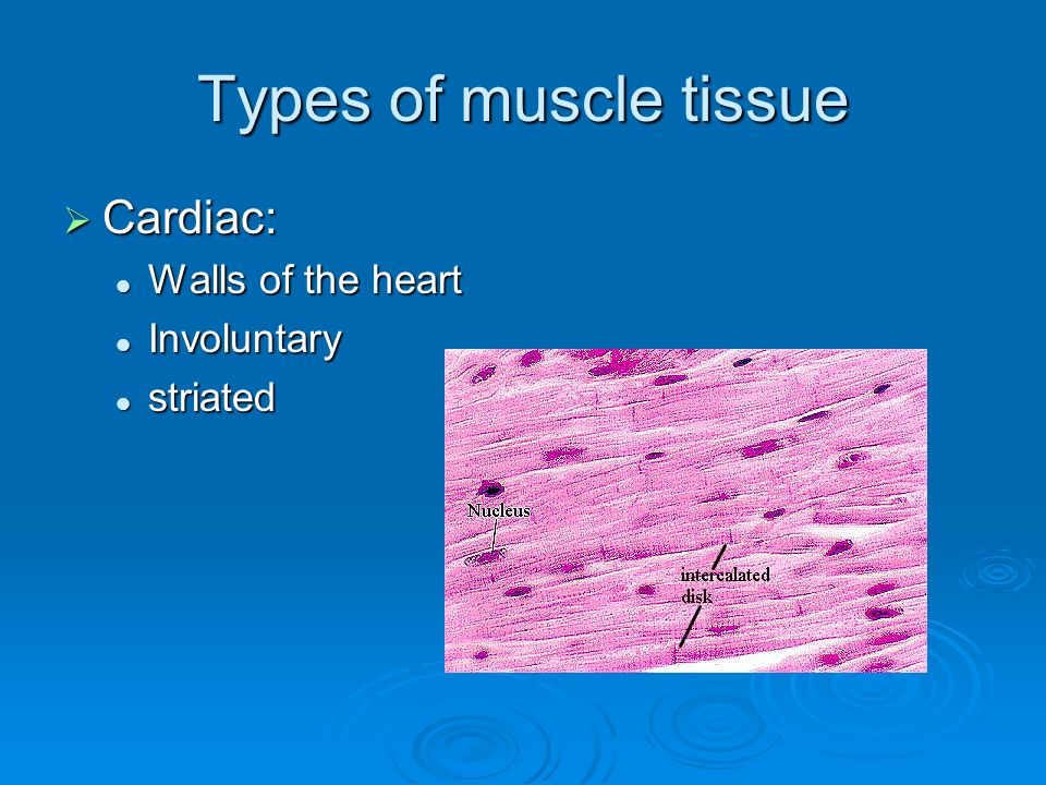 How are muscles named?