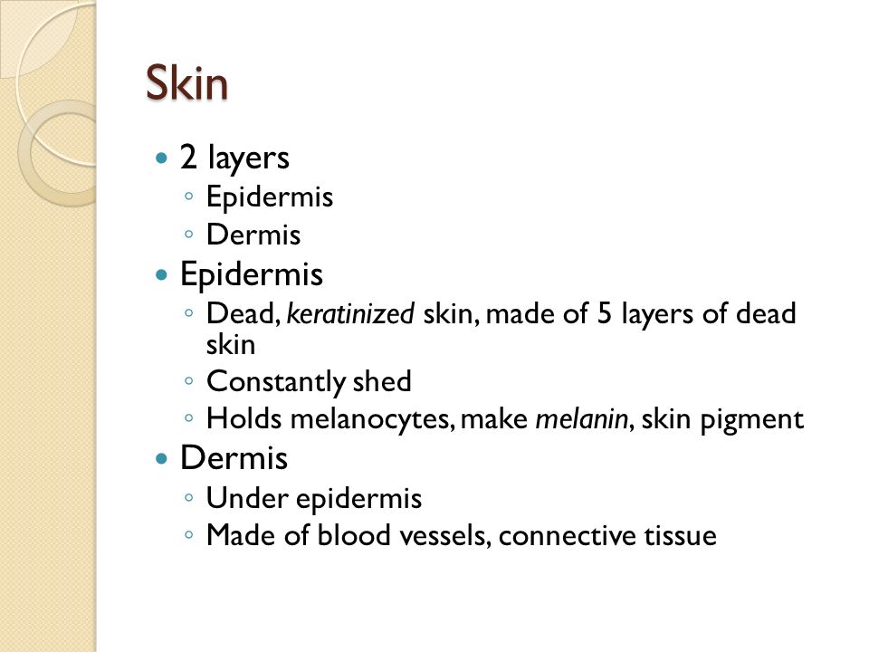 Skin 2 layers ◦ Epidermis ◦ Dermis Epidermis ◦ Dead, keratinized skin, made of 5 layers of dead skin ◦ Constantly shed ◦ Holds melanocytes, make melanin, skin pigment Dermis ◦ Under epidermis ◦ Made of blood vessels, connective tissue