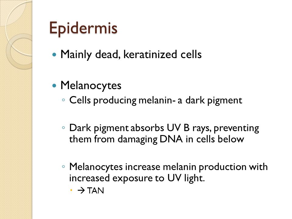 Epidermis Mainly dead, keratinized cells Melanocytes ◦ Cells producing melanin- a dark pigment ◦ Dark pigment absorbs UV B rays, preventing them from damaging DNA in cells below ◦ Melanocytes increase melanin production with increased exposure to UV light.