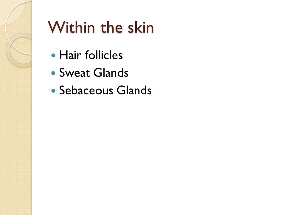Within the skin Hair follicles Sweat Glands Sebaceous Glands