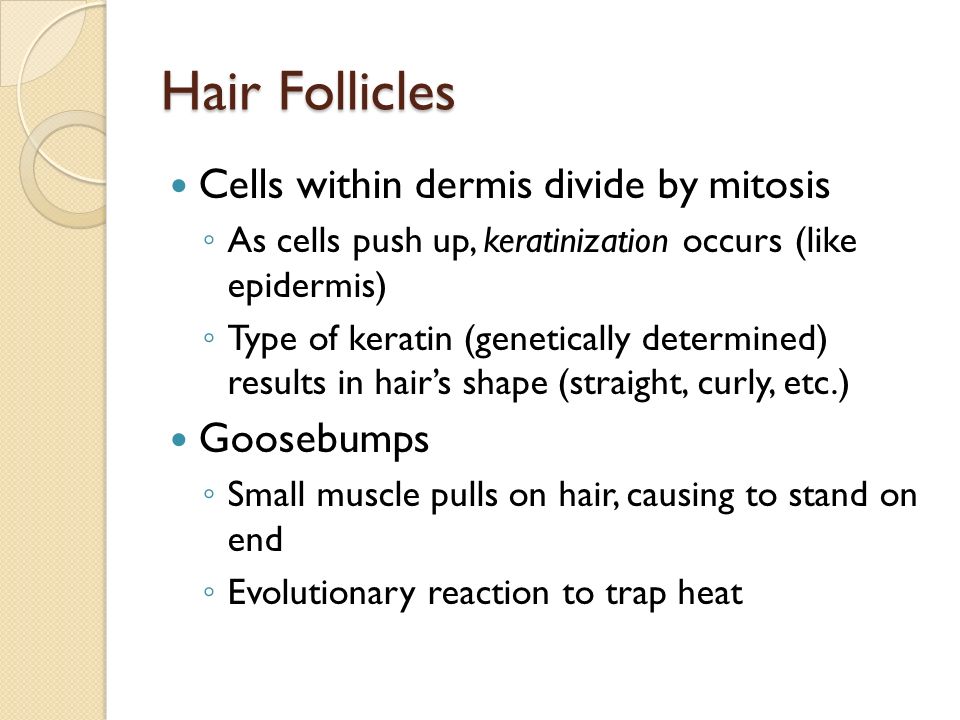 Hair Follicles Cells within dermis divide by mitosis ◦ As cells push up, keratinization occurs (like epidermis) ◦ Type of keratin (genetically determined) results in hair’s shape (straight, curly, etc.) Goosebumps ◦ Small muscle pulls on hair, causing to stand on end ◦ Evolutionary reaction to trap heat