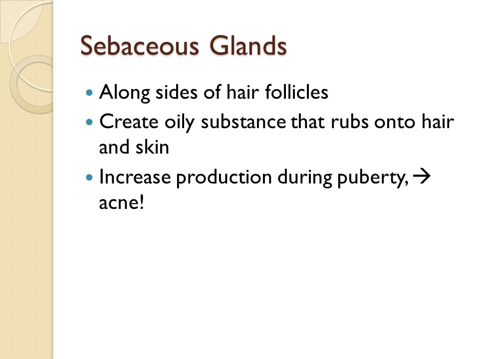 Sebaceous Glands Along sides of hair follicles Create oily substance that rubs onto hair and skin Increase production during puberty,  acne!
