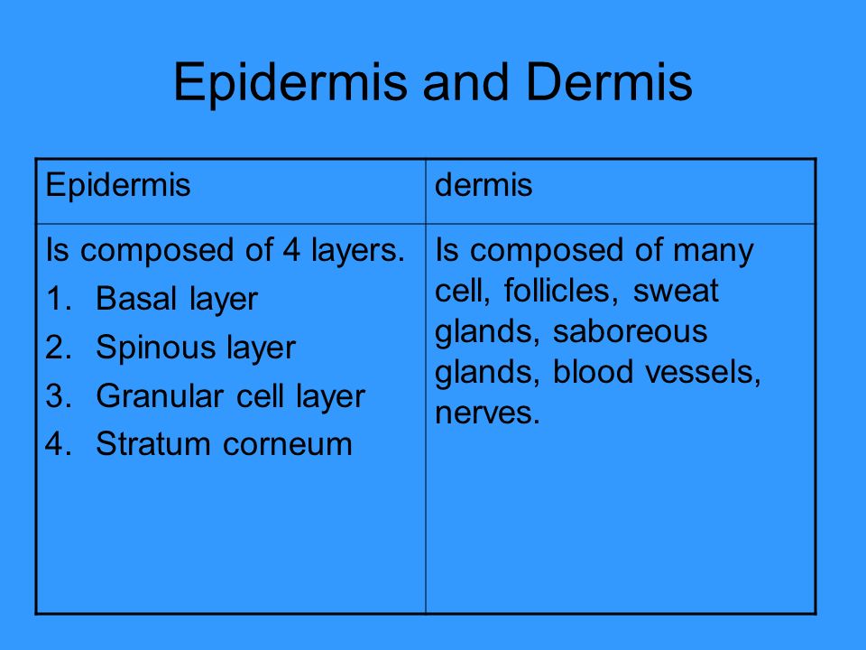 Epidermis and Dermis Epidermisdermis Is composed of 4 layers.