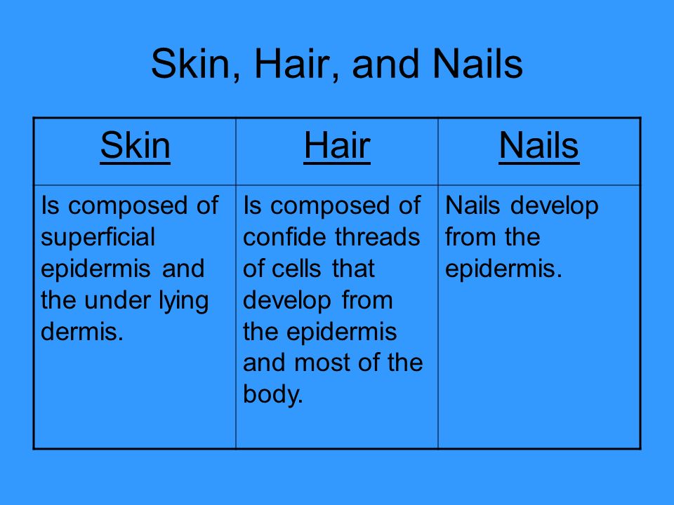 Skin, Hair, and Nails SkinHairNails Is composed of superficial epidermis and the under lying dermis.