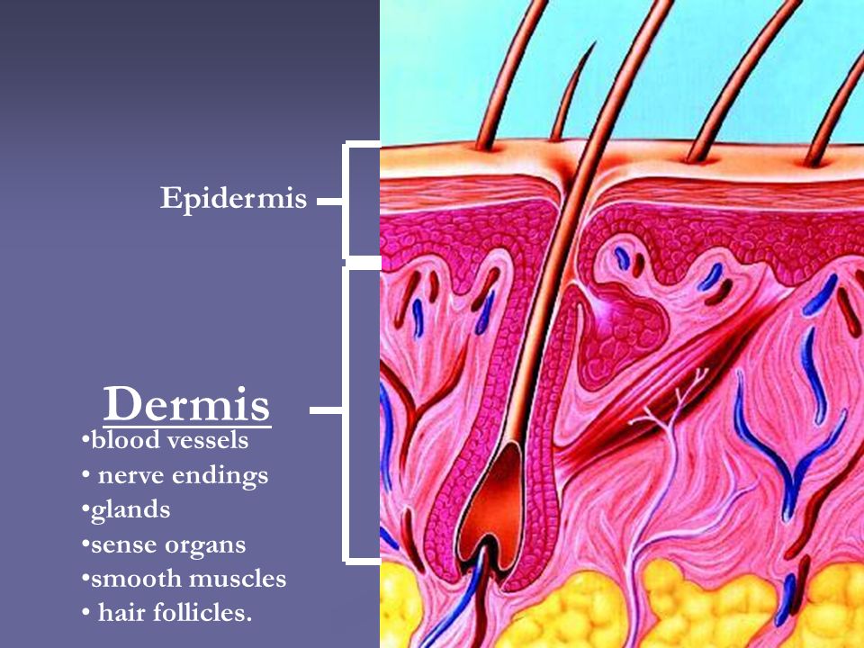 Dermis blood vessels nerve endings glands sense organs smooth muscles hair follicles. Epidermis