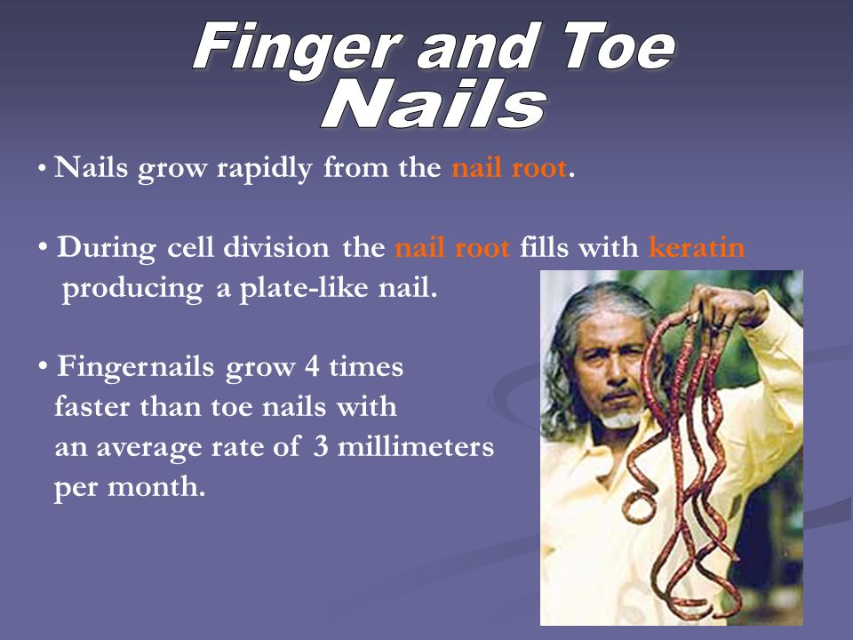 Nails grow rapidly from the nail root.