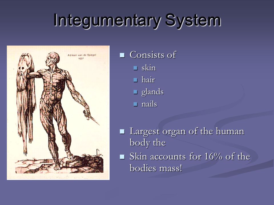 Integumentary System Consists of Consists of skin skin hair hair glands glands nails nails Largest organ of the human body the Largest organ of the human body the Skin accounts for 16% of the bodies mass.