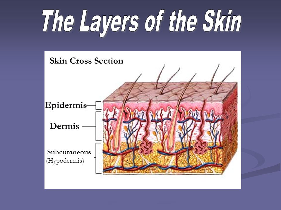Subcutaneous (Hypodermis) Dermis Epidermis Dermis Skin Cross Section