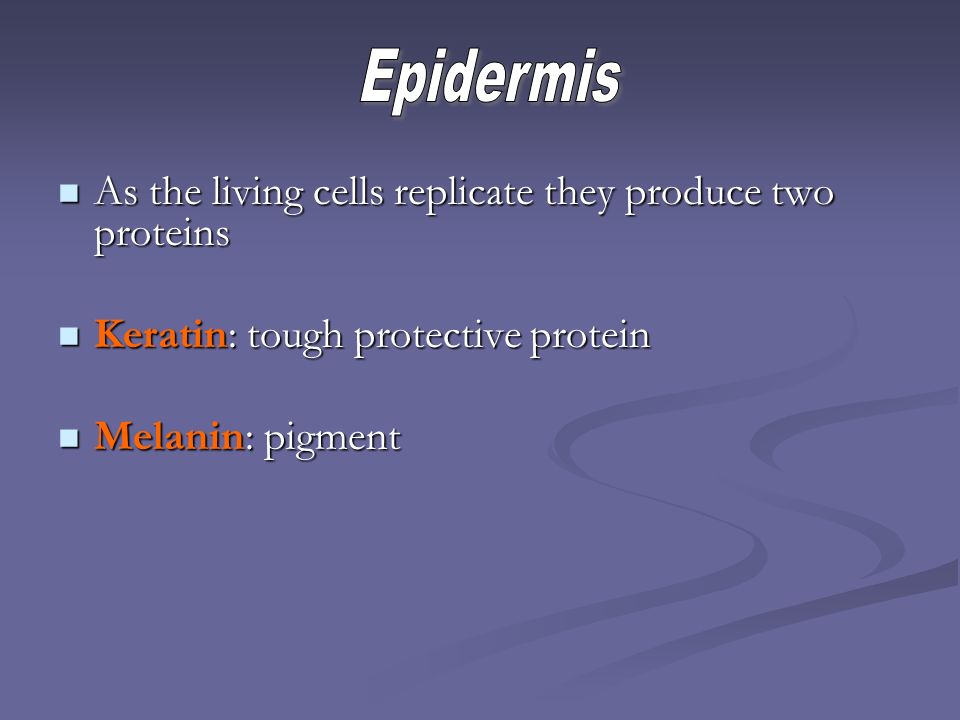 As the living cells replicate they produce two proteins As the living cells replicate they produce two proteins Keratin: tough protective protein Keratin: tough protective protein Melanin: pigment Melanin: pigment