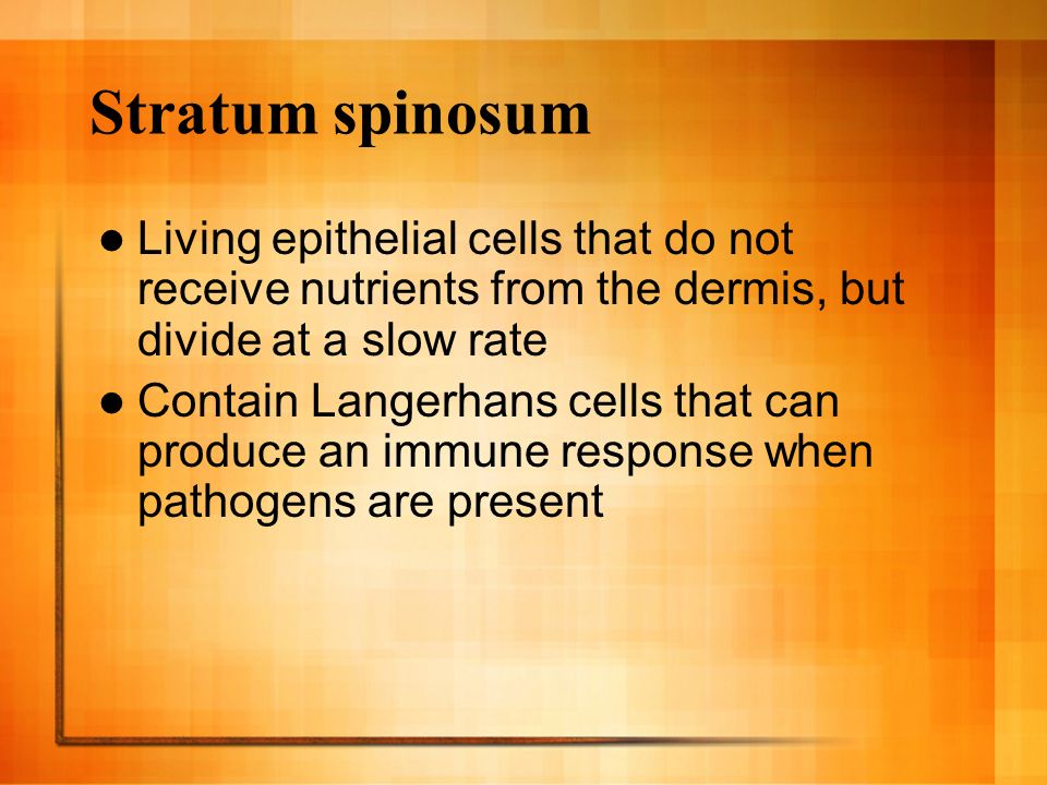 Stratum spinosum Living epithelial cells that do not receive nutrients from the dermis, but divide at a slow rate Contain Langerhans cells that can produce an immune response when pathogens are present