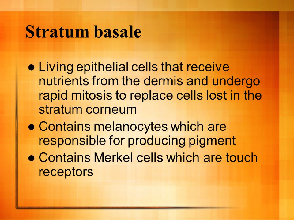 Stratum basale Living epithelial cells that receive nutrients from the dermis and undergo rapid mitosis to replace cells lost in the stratum corneum Contains melanocytes which are responsible for producing pigment Contains Merkel cells which are touch receptors