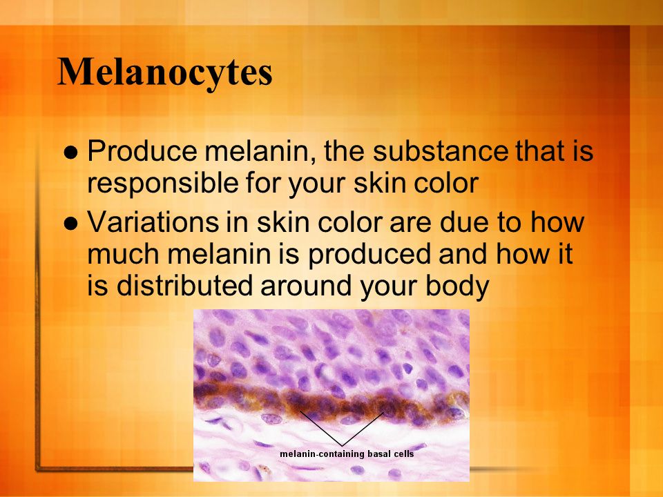 Melanocytes Produce melanin, the substance that is responsible for your skin color Variations in skin color are due to how much melanin is produced and how it is distributed around your body
