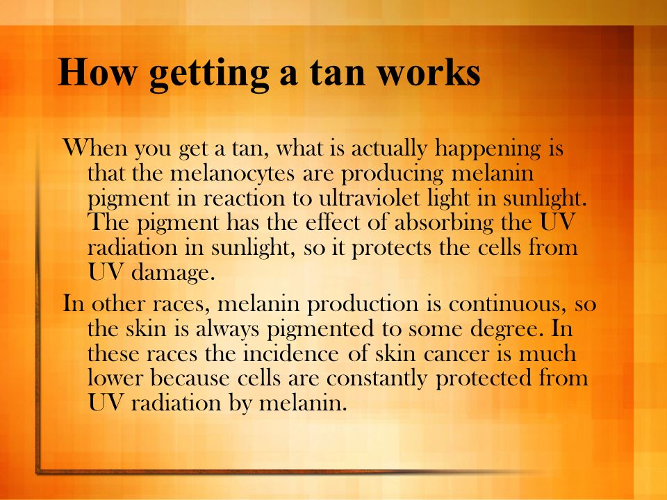 How getting a tan works When you get a tan, what is actually happening is that the melanocytes are producing melanin pigment in reaction to ultraviolet light in sunlight.