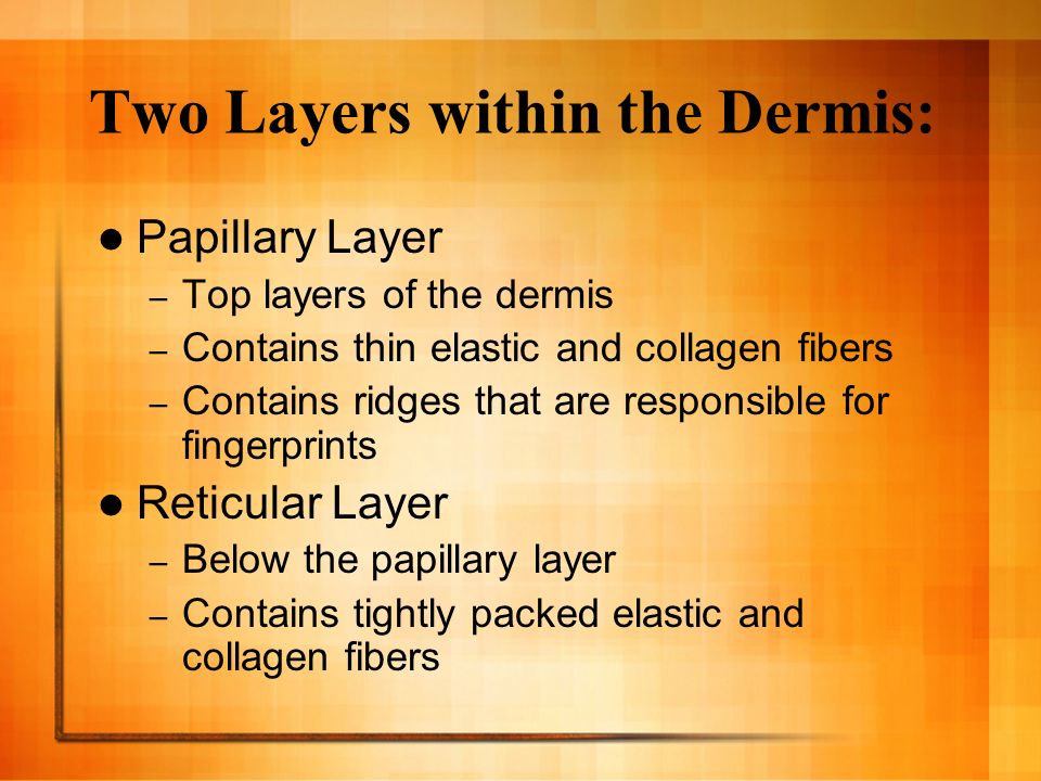 Two Layers within the Dermis: Papillary Layer – Top layers of the dermis – Contains thin elastic and collagen fibers – Contains ridges that are responsible for fingerprints Reticular Layer – Below the papillary layer – Contains tightly packed elastic and collagen fibers