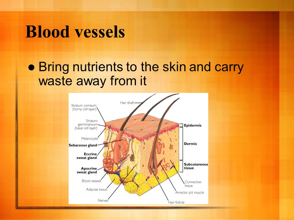 Blood vessels Bring nutrients to the skin and carry waste away from it