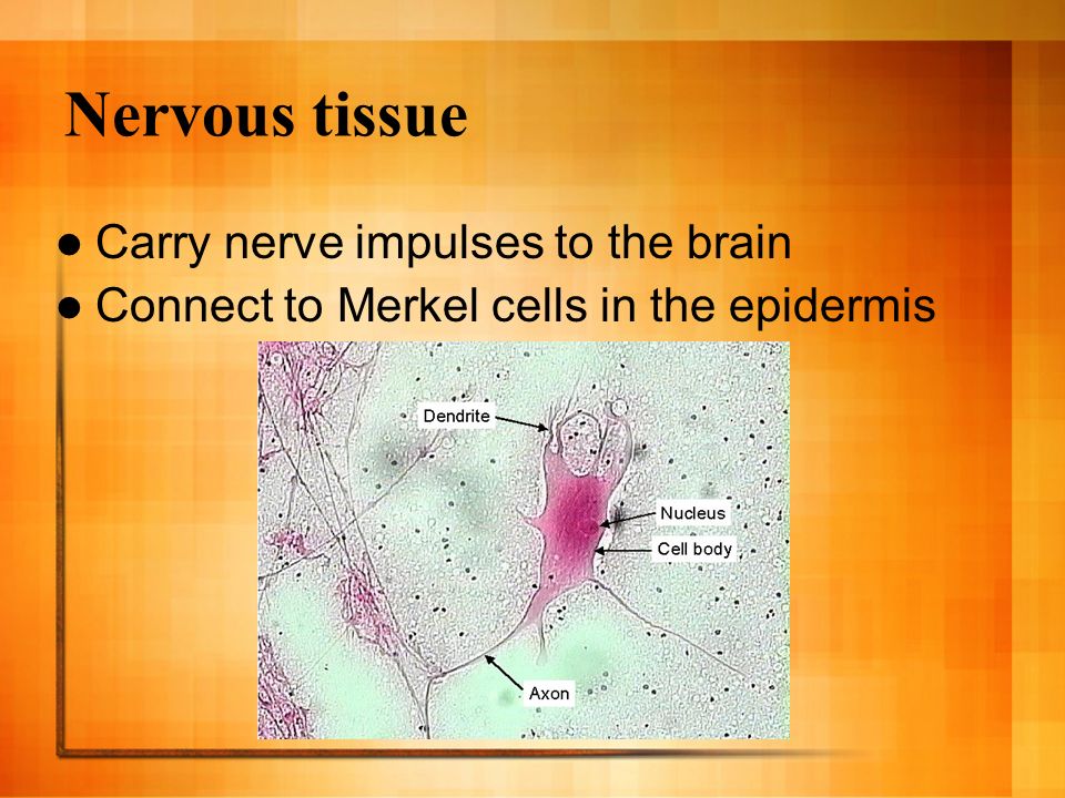 Nervous tissue Carry nerve impulses to the brain Connect to Merkel cells in the epidermis