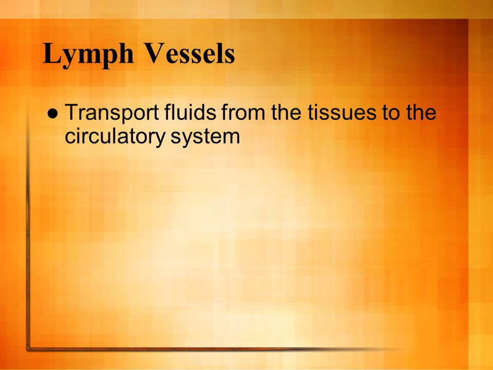 Lymph Vessels Transport fluids from the tissues to the circulatory system