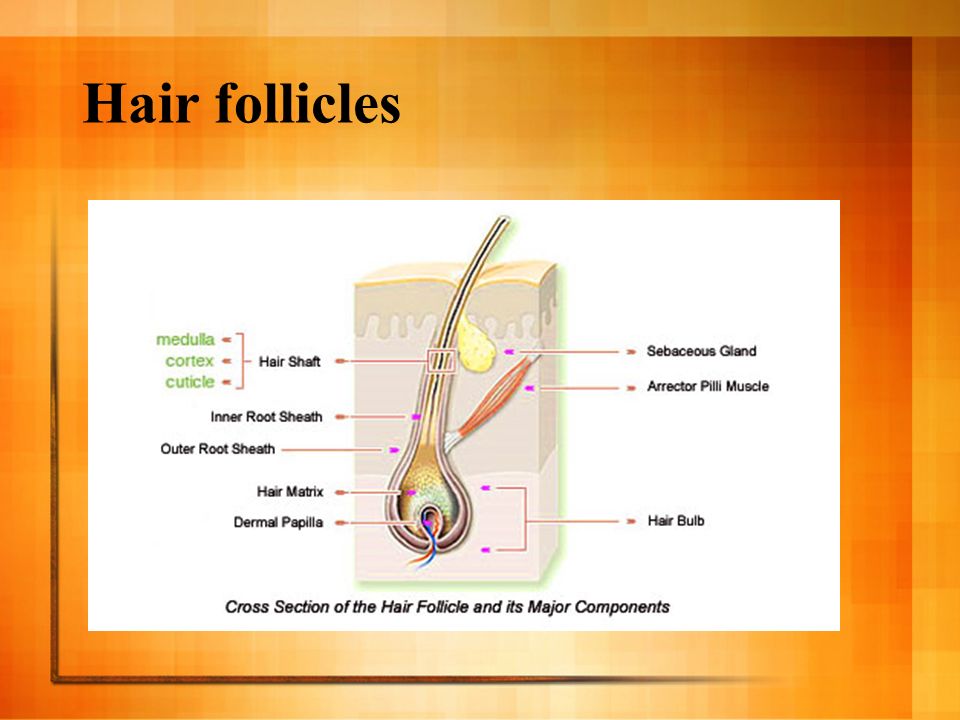 Hair follicles