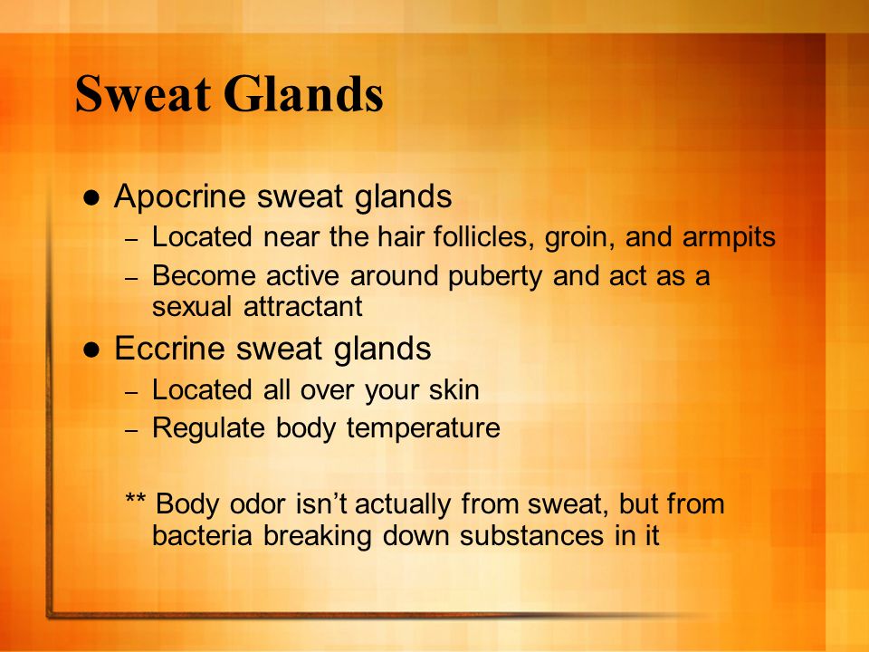 Sweat Glands Apocrine sweat glands – Located near the hair follicles, groin, and armpits – Become active around puberty and act as a sexual attractant Eccrine sweat glands – Located all over your skin – Regulate body temperature ** Body odor isn’t actually from sweat, but from bacteria breaking down substances in it